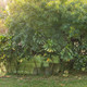 Tropical plants grow around a shack on one of the properties won at auction by Carlos Andrade.